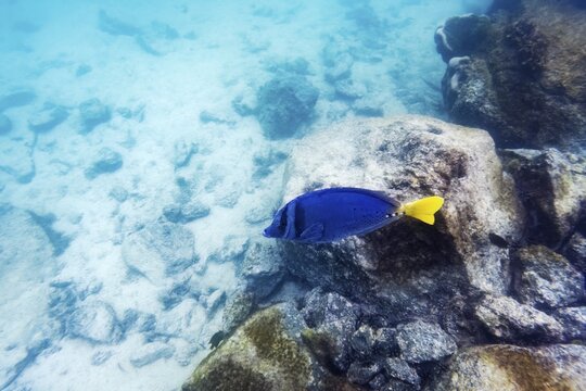 Palmetto surgeonfish (Paracanthurus hepatus), underwater, Galapagos, Ecuador