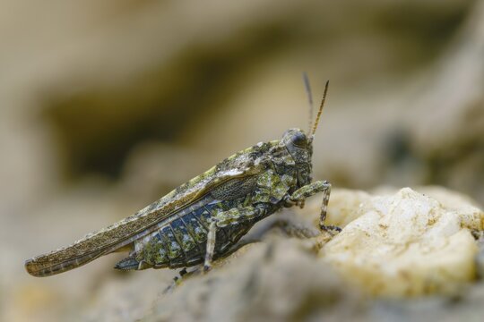 Cepero's groundhopper, sand groundhopper, tetrix ceperoi, western spinhopper, grasshopper, grasshopper, grasshopper, grasshoppers, insects
