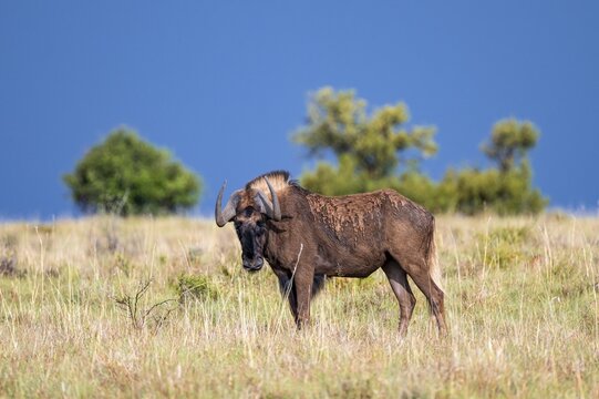 White-tailed wildebeest (Connochaetes gnou), adult, Mountain Zebra National Park, Eastern Cape, South Africa
