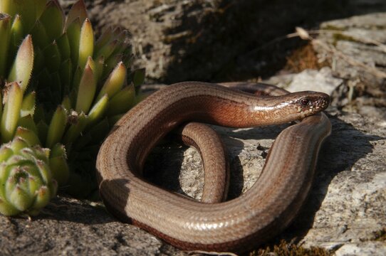Anguis fragilis, slow worm, western slow worm, blindworm, critters, deaf adder, dry-stone wall, lizards, hazelworm, reptiles, lizards, long-cripple, reptilia, reptiles, slowworm, drywall