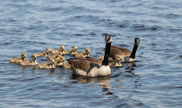 Branta canadensis, Canada goose, Canada goose, Sweden, Anatidae, birds, duckbirds, goose, geese, adolescent, juvenile, Sweden, birds, waterbirds, waterbirds