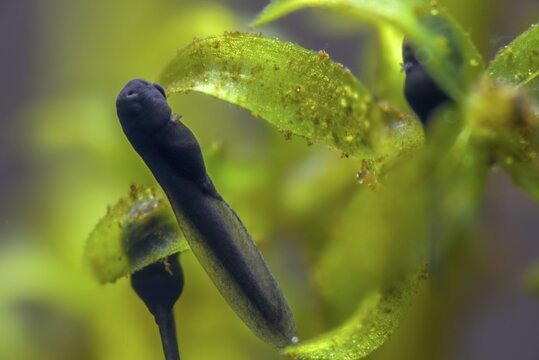Bufo bufo, common toad, toad, amphibians, amphibians, one week old, larva, larva, amphibians