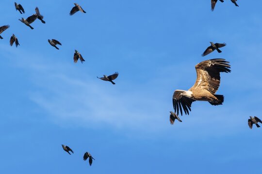 Crowded sky. A griffon vulture (Gyps fulvus) flies accompanied by a flock of jackdaws (Coloeus monedula) on a sunny day against a blue sky. Austria