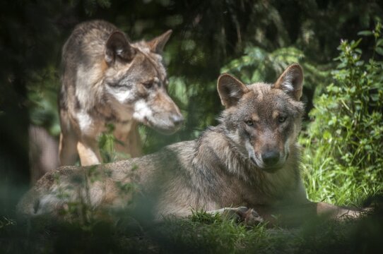 Canis lupus, carnivora, predators, wolves, mammals, raptors, mammals