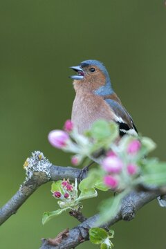 Chaffinch, Fringilla Coelebs, Fruit Tree Blossoms, Birds, Call, Spring, Song, High Size, Portrait Format, Male, Passeri, Call, Singing, Songbirds, Jump, Birds