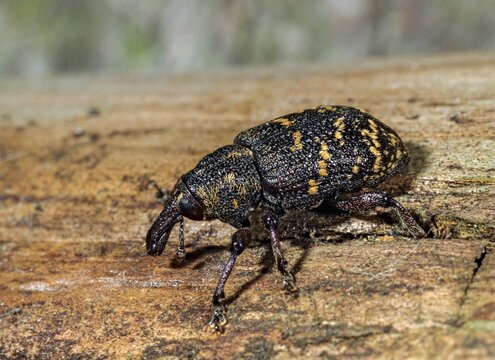 Curculionidae, spruce weevils, large brown weevils, Hylobius abietis, large pine weevil, weevils, beetles, coleoptera, insects, beetles, pine weevil