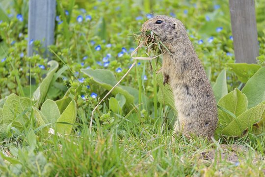 A fully grown European ground squirrel (Spermophilus citellus) carries nesting material in its mouth. Austria