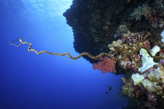 Twisted spiral wire coral (Cirrhipathes spiralis), Daedalus Reef dive site, Egypt, Red Sea