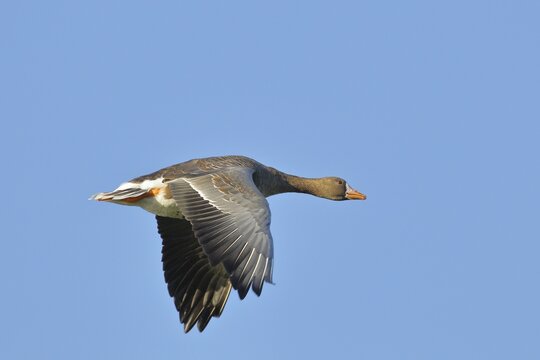 Greater white-fronted goose (Anser albifrons), in flight, in front of a blue sky, Lower Rhine, North Rhine-Westphalia, Germany