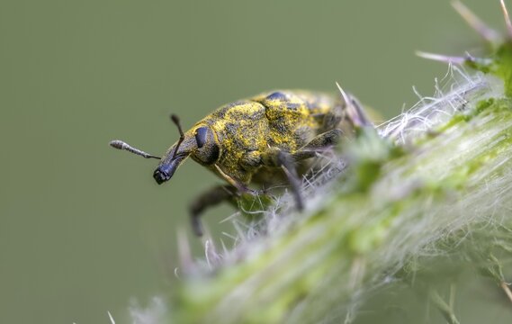 Thistle weevil, larinus cf sturnus, larinus sturnus, weevil, beetle, coleoptera, insects, beetles, y12