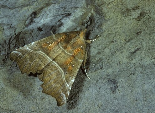 Crab soup, naescherin, orange grouper owl, Scoliopteryx libatrix, balaclava, the Herald, grouper owl, sugar owl, butterfly, insects, moths, moths, moths, butterfly