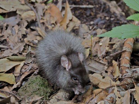 Norway rat (Rattus norvegicus) with thick fur hiding in the forest floor, La Palma, Canary Islands, Spain