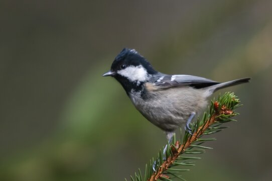 Coal tit, parus ater, periparus ater, pine tit, birds, tits, passeri, songbirds, tits, birds