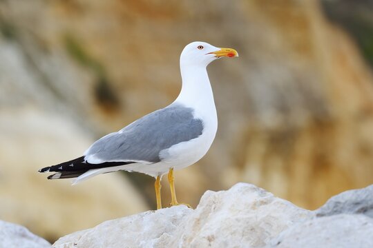 A Mediterranean gull (Larus michahellis) perched on a rock, Algarve, Portugal
