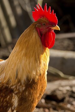 Gallus gallus domesticus, domestic chicken, birds, chickens, domesticated animals, galliformes, rooster, pet, high size, portrait format, chicken, chicken birds, male, birds