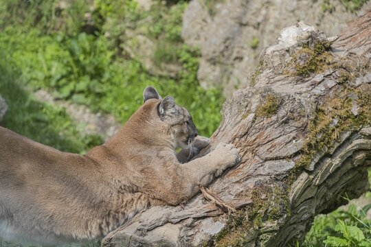 One male cougar, Puma concolor, sharpening its claws on the bark of a dead tree. A rock wall covered with green vegetation in the background