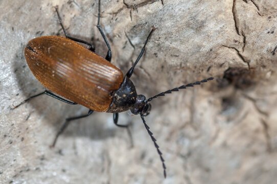 Brown Saw-Horned Darkling Beetle, Pseudocistela Ceramboides, Saw-horned Longhorn Plant Beetle, Beetle, Coleoptera, Insects, Beetles