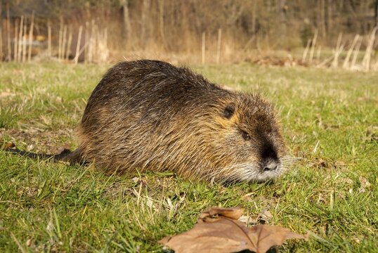 Beaver rat, coypu, myocastor coypus, rodents, nutria, rodentia, swamp beaver, mammals, rodents, mammals