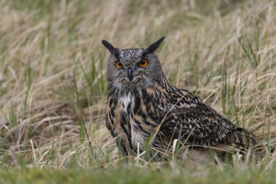 Bubo Bubo, Eagle Owl, Eagle Owl, Birds, Owls, Strigiformes, Birds