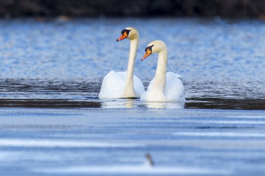Mute Swan (Cygnus olor), wildlife, Germany, A pair of swans glide peacefully across the blue waters of a lake