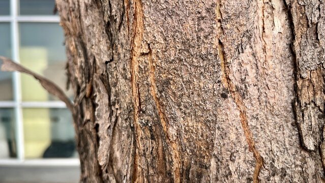 tree bark texture