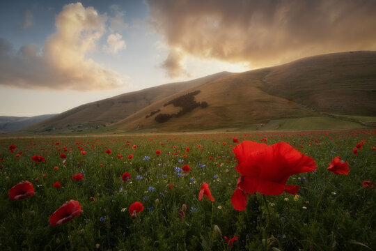 View of the vibrant poppy fields in Castelluccio, with rolling hills and a dramatic golden hour sky in the background, Castelluccio, Umbria, Italy.