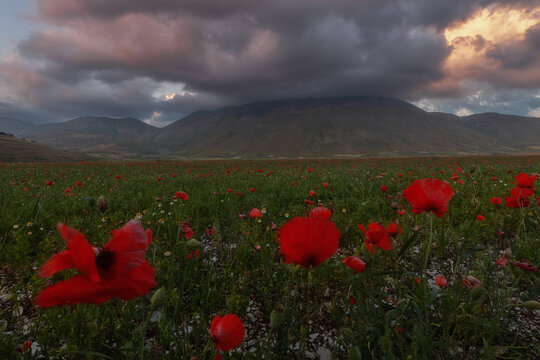 View of the vibrant red poppy fields of Castelluccio set against dramatic mountains and a cloudy sky in Castelluccio, Umbria, Italy.