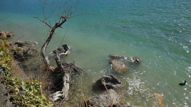 High angle shot of rocky Lake Thun shoreline with drift wood branch