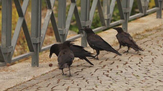 Groupe de corbeaux noirs marchant ensemble sur un chemin pav&eacute;, illustrant un comportement social naturel des oiseaux.