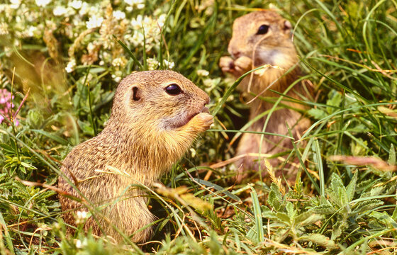 two ground squirrels, Spermophilus citellus, eating grass, close 554
