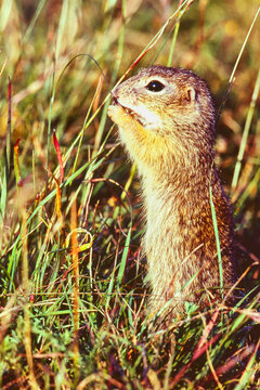 young common squirrel, Spermophilus citellus, reaching for a blade of grass 584  
