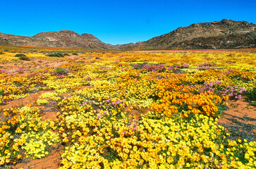 Naklejka premium blooming desert in spring of namaqualand, south africa 