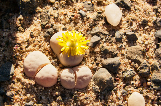flowering Lithops francisci 917
