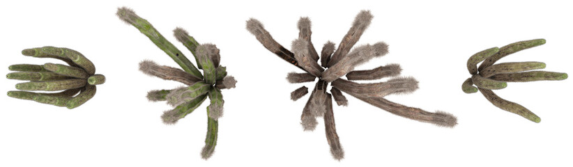 Obraz premium 3d illustration of Pachycereus,Stenocereus plants on transparent background from the top view