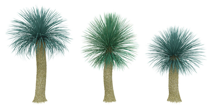 3d illustration of Yucca plants on transparent background