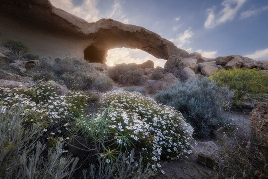 View of the natural rock formation known as Arco de Tajao surrounded by blooming wildflowers and rugged volcanic terrain during the golden hour in Santa Cruz de Tenerife, Canary Islands, Spain.