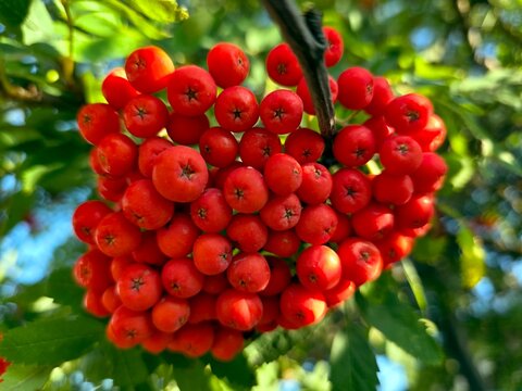 Clusters of Bright Red Rowan Berries Hanging in the Warm Autumn Sun