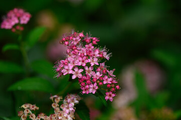 Obraz premium Vibrant cluster of tiny pink spiraea flowers blooming in a garden