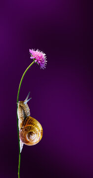 A snail climbing a slender green stem toward a purple flower against a dark violet background, symbolizing perseverance, patience, slow progress and the pursuit of goals