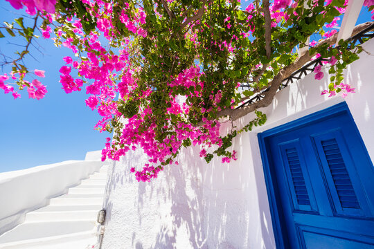 Santorini island, Greece. White architecture with blue door and blooming pink flowers at sunny day.