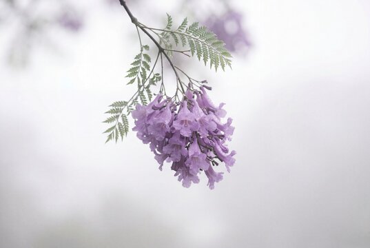 Jacaranda flower cluster hanging on branch in foggy weather