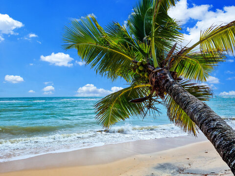 Leaning palm tree on the pristine shores of Praia de Pitinga, Arraial d'Ajuda, Bahia. Beautiful tropical beach with blue ocean waves and a sunny sky.
