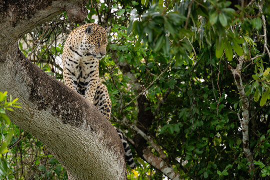Jaguar Resting on a Large Tree Branch in the Wild Jungle