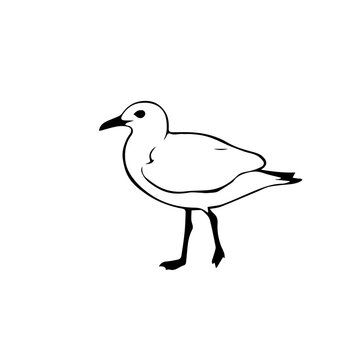 Flat Design Color Icon of a Sabine's Gull Vector Illustration