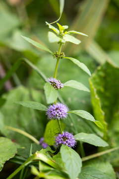 Purple flowers of water mint, Mentha aquatica, growing among lush green vegetation in a wetland habitat.