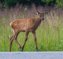 Obraz premium ELK IN THE SMOKEYS