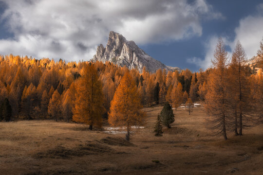 View of Falzarego Pass with golden larch trees in autumn and rocky mountain peaks under a cloudy sky in Cortina d'Ampezzo, Veneto, Italy.