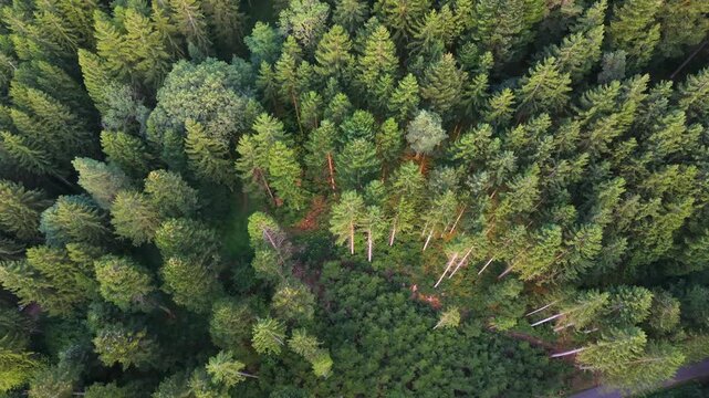 Aerial view flying over a vast coniferous forest at sunset. Lush green pine and fir trees create a beautiful natural texture and background