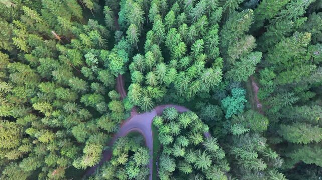 Aerial top down view of a dense coniferous forest with a winding road passing through. Flying over evergreen treetops in Germany's Black Forest