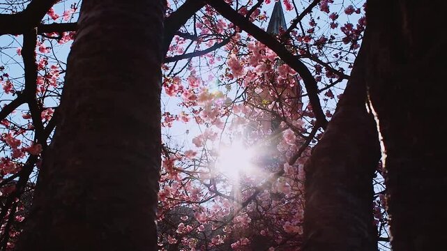 St. Johann Baptist Kirche hinter bl&uuml;henden Kirschb&auml;umen im Fr&uuml;hling in M&uuml;nchen